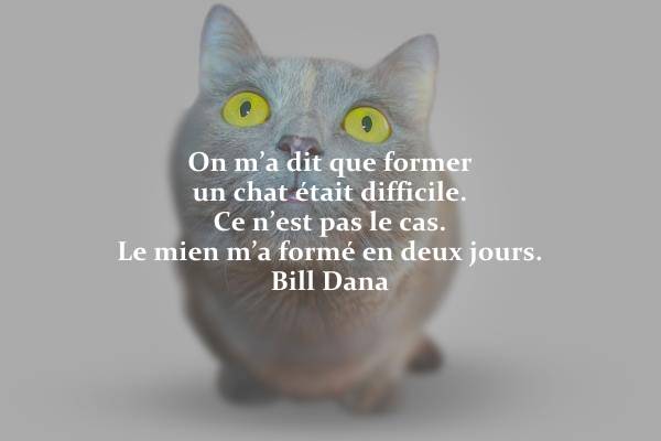 Pensées et citations - Page 3 Citations-chats-on-m-a-dit-que-former-un-chat-etait-difficile-ce-n-est-pas-le-cas-le-mien-m-a-forme-en-deux-jours-bill-dana-hopital-veterinaire-de-la-seigneurie-de-terrebonne-inc