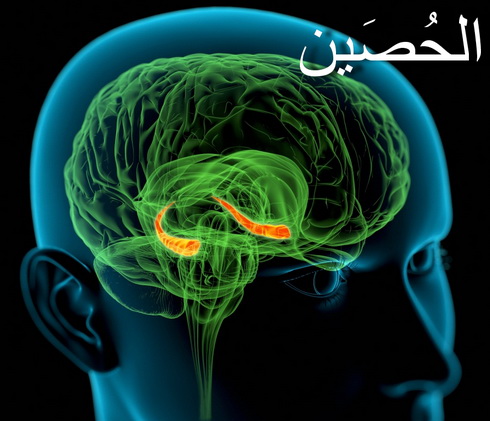 	فوائد الصيام الجسدية والذهنية !!!!  Hippocampus-361