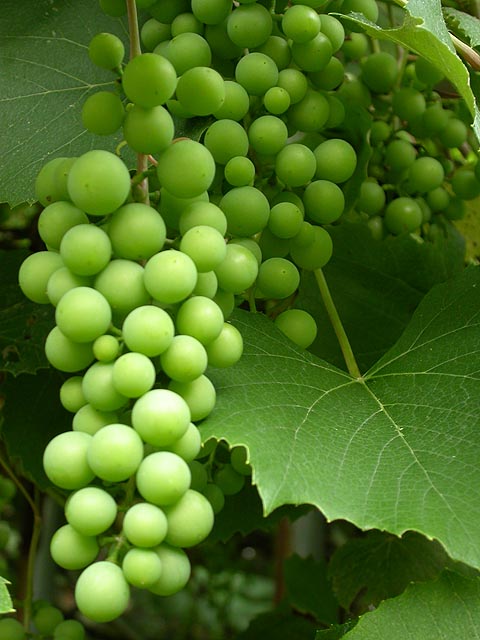 العنب يحمي بشرة الانسان من اشعة الشمس Green_grapes