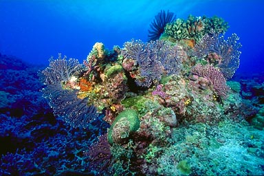 موسوعه ما وراء البحار , معلومات عن البحار والمحيطات , ملف شامل لكل ما يتعلق بالبحار والمحيطات Coral_head_31_2