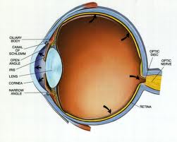 Γλαύκωμα, η ύπουλη νόσος των ματιών Glaucoma