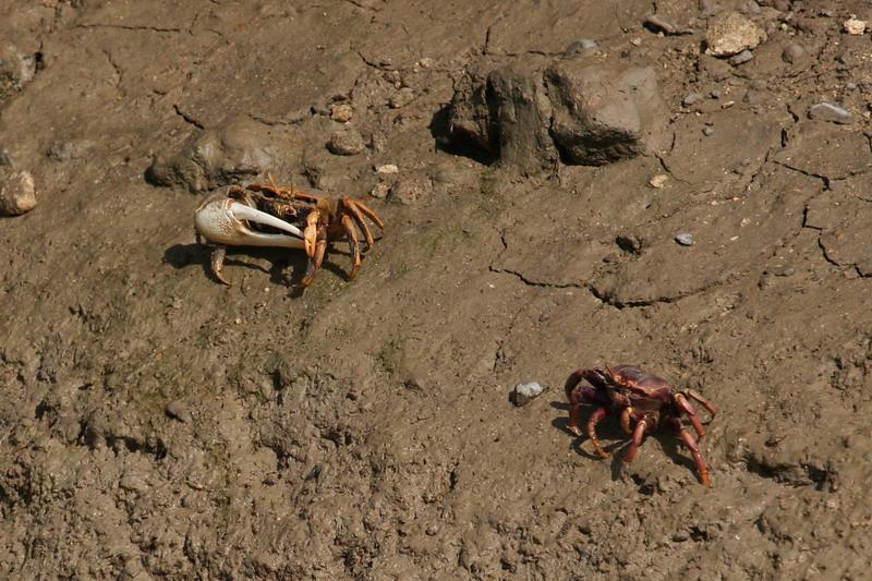 Proyecto de cangrejario Bahia-11