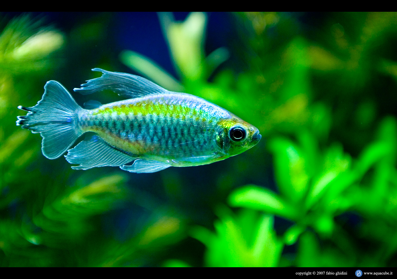 Peces para paisajismo Aquacube_Phenacogrammus_interruptus