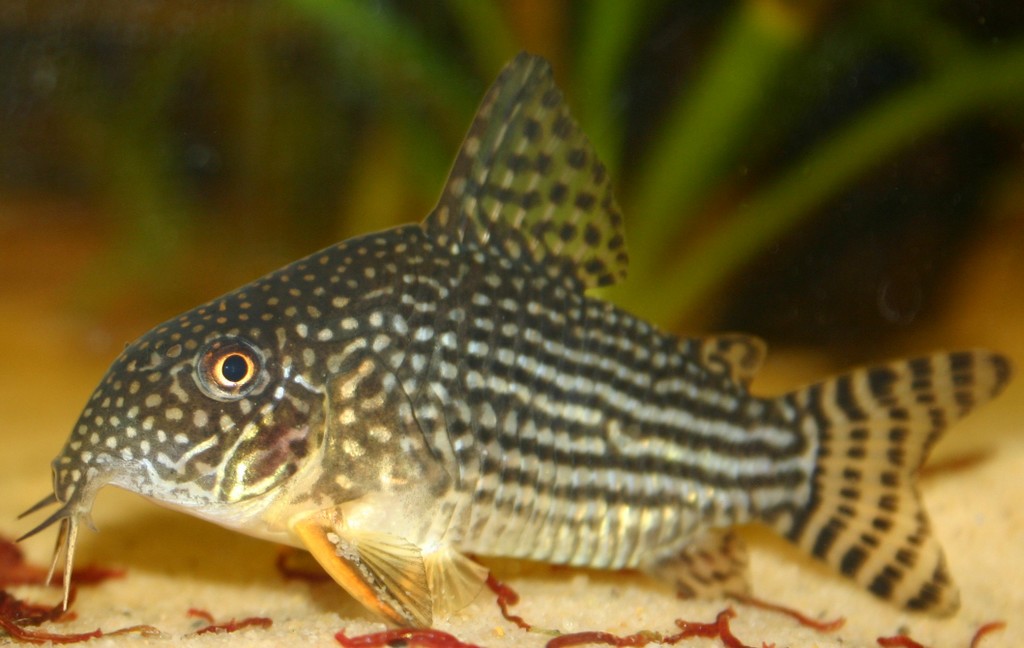 Nº80 de ACUARIO PRÁCTICO!!, ya ha salido!! - Página 2 Corydoras_sterbai