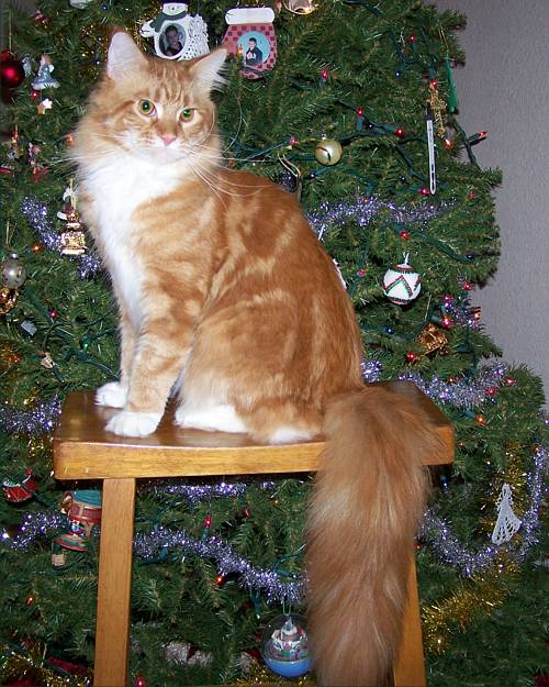 my catzzzz....mwaaaaaaaaaaaahzzzz Maine-coon-cat-phoenix%2012-29-2007