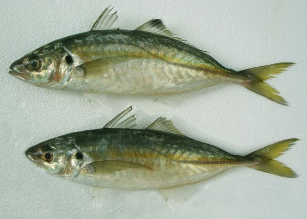 Jurela (Caranx rhonchus) Caranx_rhonchus_4_L