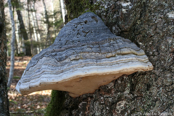 fabriquer son encens Fomes_fomentarius