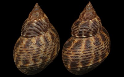 Clypeomorus subbrevicula (Oostingh, 1925) Littoraria_scabra2