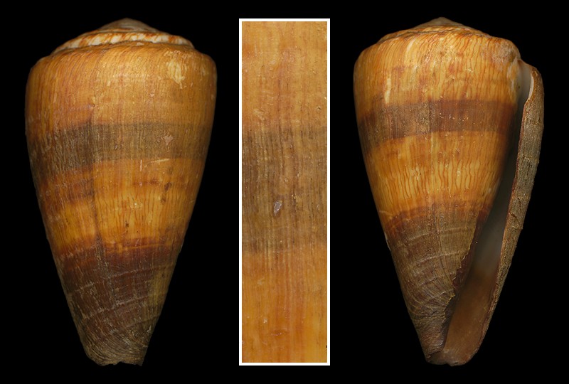 Virgiconus virgo (Linnaeus, 1758) avec periostracum Conus_miles1