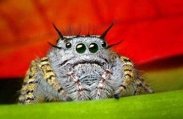 Φωτογραφίες απο πανέμορφες σπάνιες αράχνες [εικόνες] Spider1