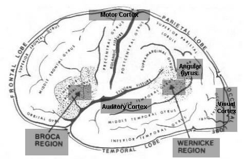 دراسات لغوية Brain