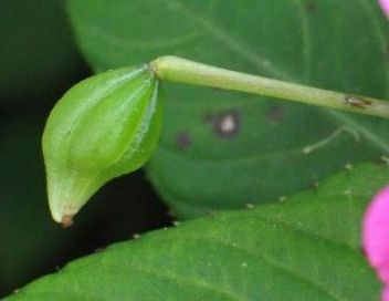 VƯỜN CÂY ĐV II - Page 15 Impatiens_walleriana_18_fruit