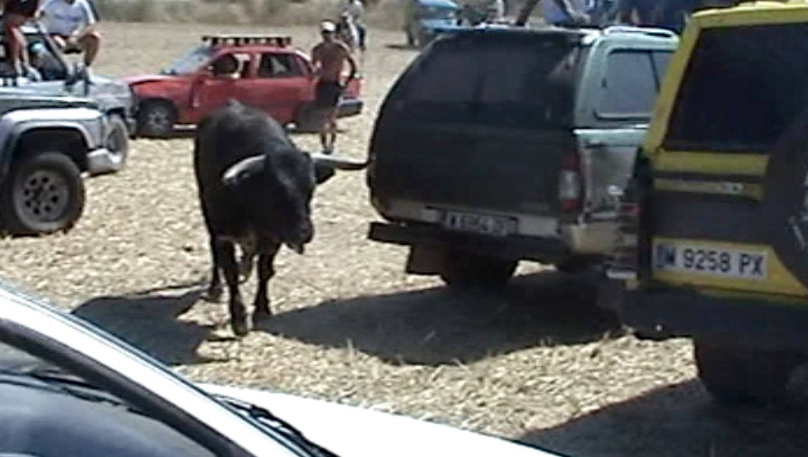 Documentan el acoso, atropello y muerte de un toro en Galáp 01_galapagos_21082010