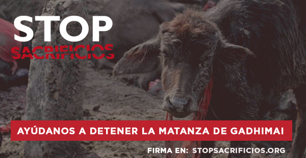 Campaña internacional de Igualdad Animal contra el sacrificio de Gadhimai. StopSacrificiosNewsletter3