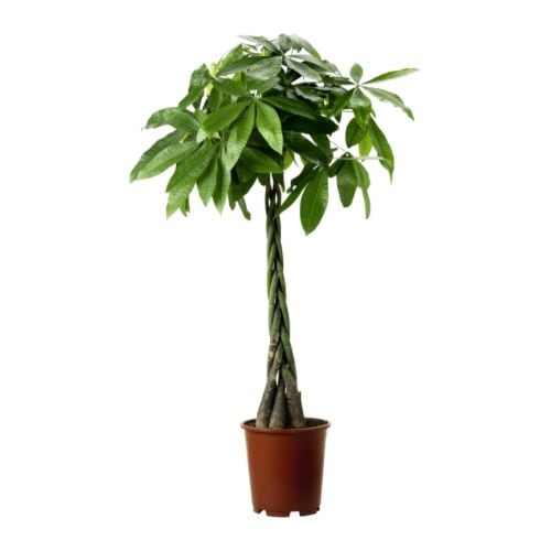 نباتات تنظف جو المنزل Air Cleaning Plants Pachira-aquatica-potted-plant__67472_PE181313_S4