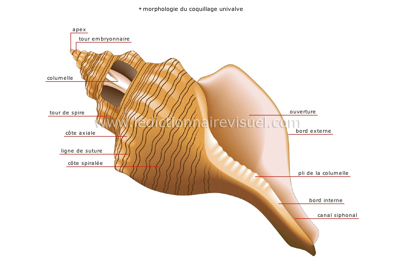 ondes de formes coquille saint jaques seulement? Coquillage-univalve-285320