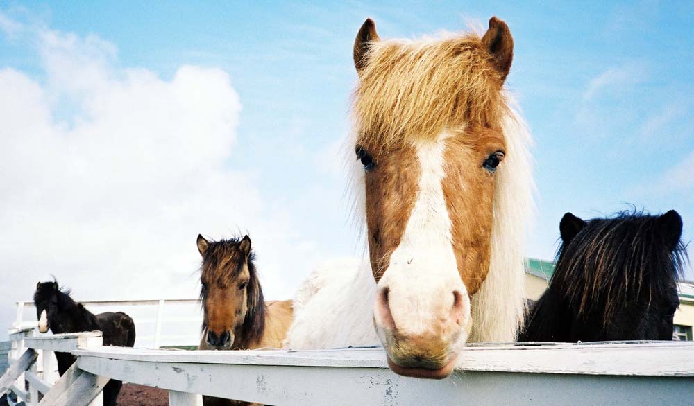 ayeamdarling poney-shetland a adopter! Mammalicelandponies
