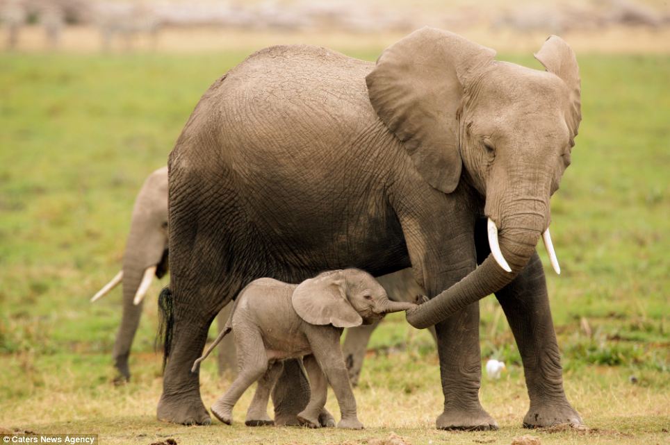 Il Pianeta è di tutti!!! - Pagina 30 Mamma-cuccioli-animali-ambiente-foto-01-