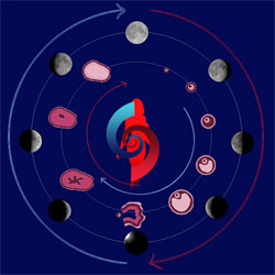 La Luna e i ritmi della Vita Lunecicliinerso250