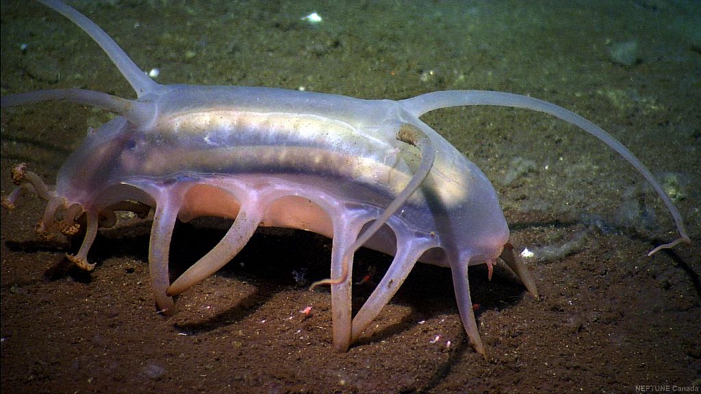 Criaturas del mundo submarino que parecen salidas de una pesadilla Scotoplanes