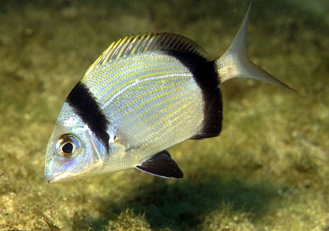 Fratar (Diplodus vulgaris) Diplodusvulgaris8