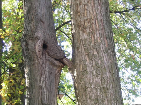 du sexe tout en humour - Page 5 Fellation-arbre1