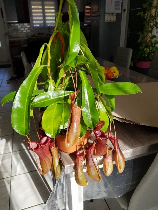 Nepenthes x ventrata  15104463282112585029