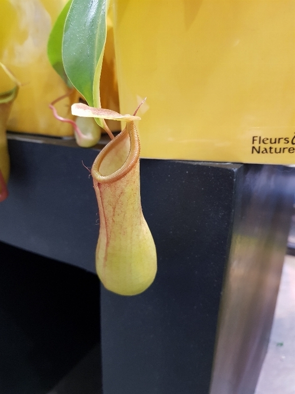 Nepenthes x ventrata  1510519256866618728