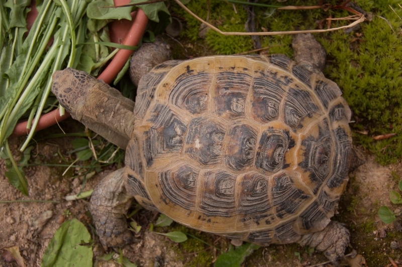 Tortue Inondée 15269341451063271622