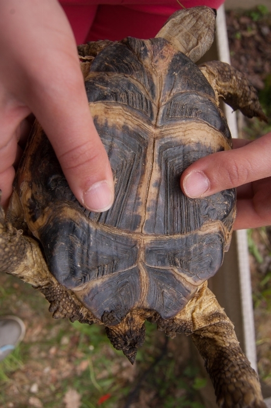 Tortue Inondée 1526934209960829432