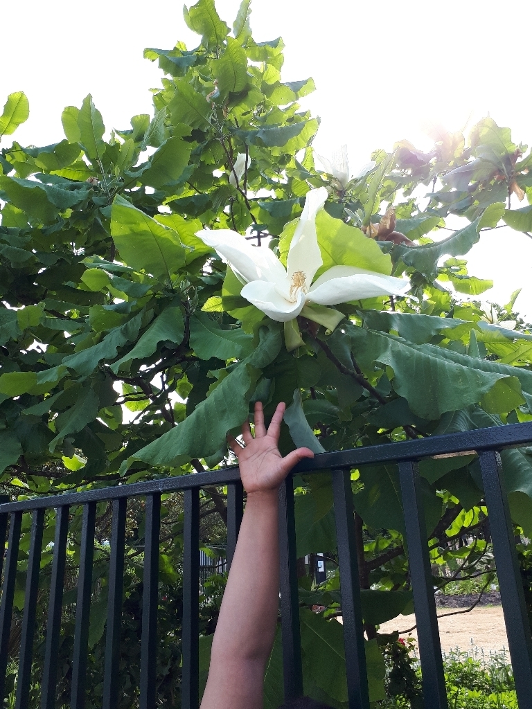 Magnolia macrophylla - magnolia à grandes feuilles  1527445997340191478