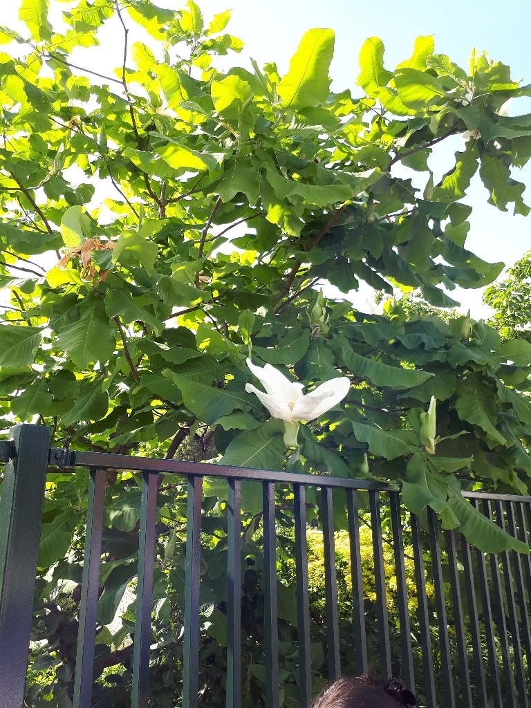 Magnolia macrophylla - magnolia à grandes feuilles  152744614440589847