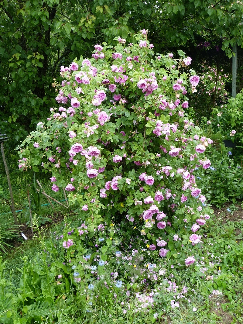 Rose des peintres - Rosa x centifolia major (Origine inconnue - 1587) - Page 3 1527573658974157873