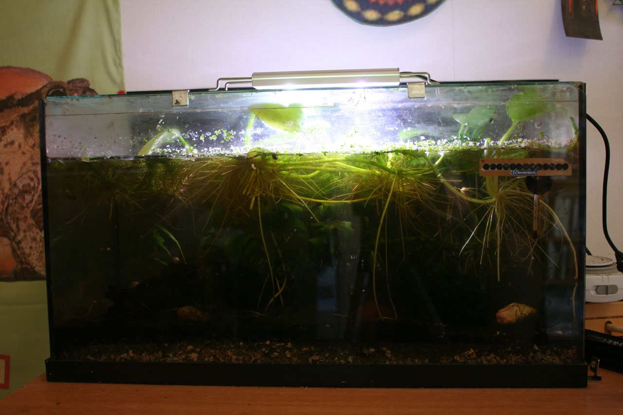 30 litres low tech pour un futur Betta splendens Plakat! 15359962171983704705