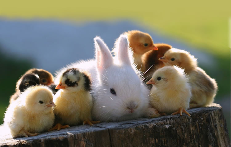 Bon dimanche de Pâques  Image-de-paques-lapin-poussin