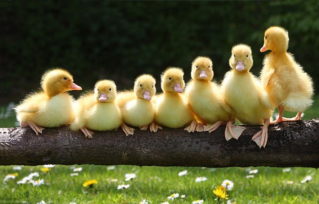 CACHORROS Y ANIMALES - Página 3 Imagenes-tiernas-de-patitos