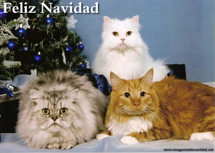 Bienvenidos al nuevo foro de apoyo a Noe #21 / 23.12.13 ~ 25.12.13 - Página 40 Imagenes-de-navidad-gato