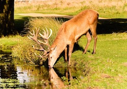 "Prepare the Overcomers!" Bobby Conner, Bullard, TX Freephoto_deerwater_pixabay