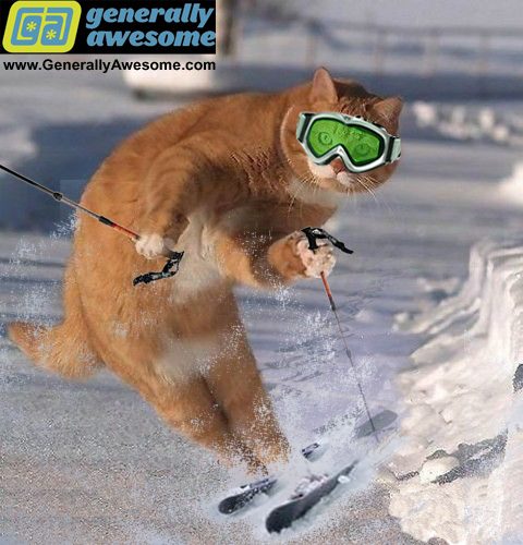 Funny photo thread Funny-cat-ski