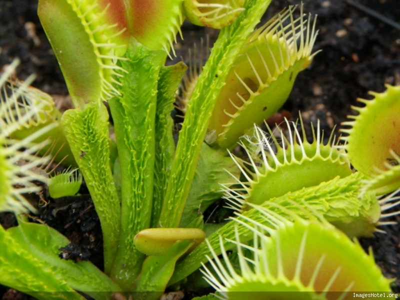 Dionaea "Trichterfalle" Tricherfall2