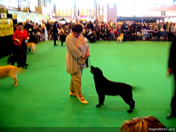 Crufts 2010 - Page 4 Diouk166