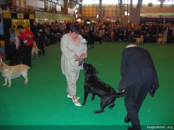 Crufts 2010 - Page 4 Diouk169