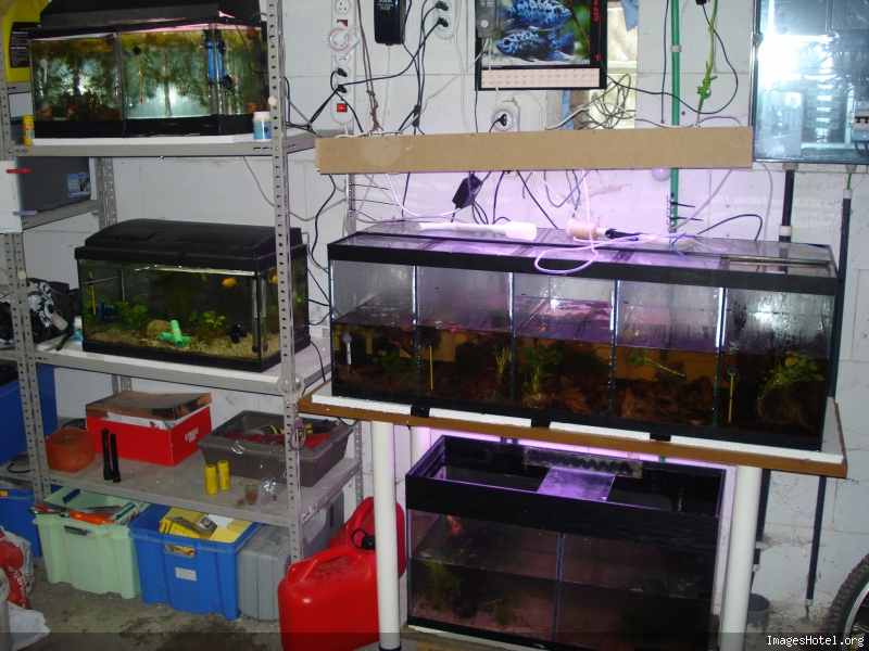 ma fishroom Dsc05294