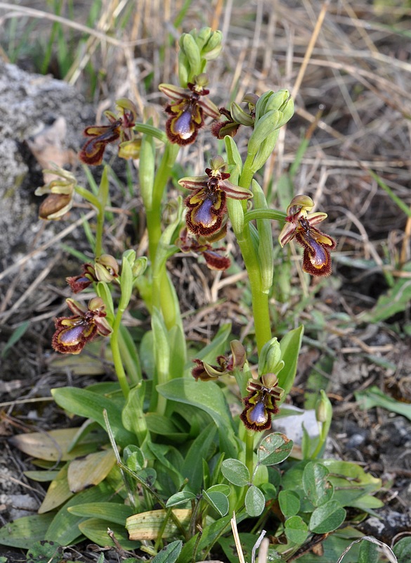 Ophrys speculum - Page 2 04032011saulcechomeracvenon050