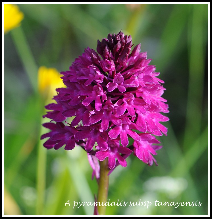 Anacamptis pyramidalis tanayensis  07012012montaimontmadeleine068