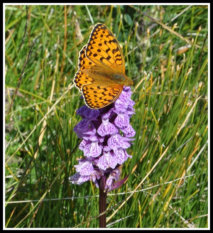 orchidees et papillons - Page 7 07022011saisies168