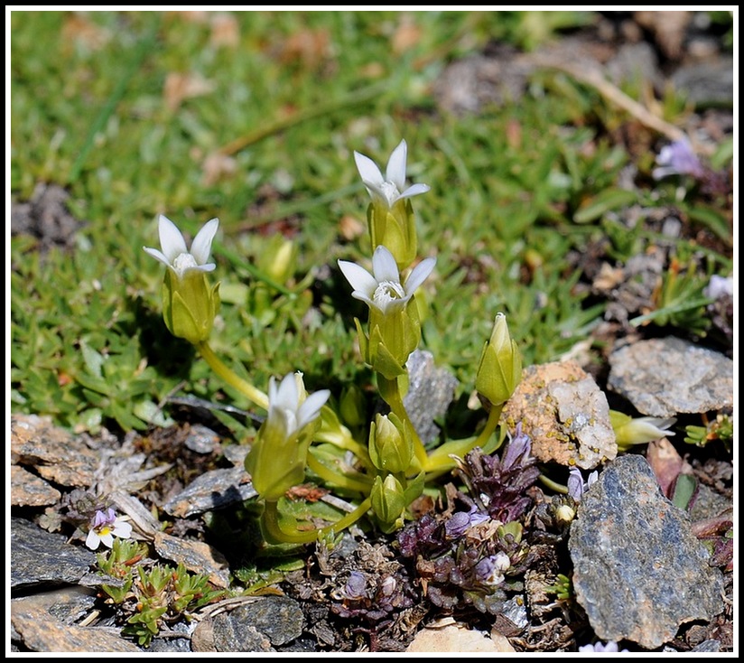 Gentiana polymères... (tétramère, pentamère, hexamère) 11_18