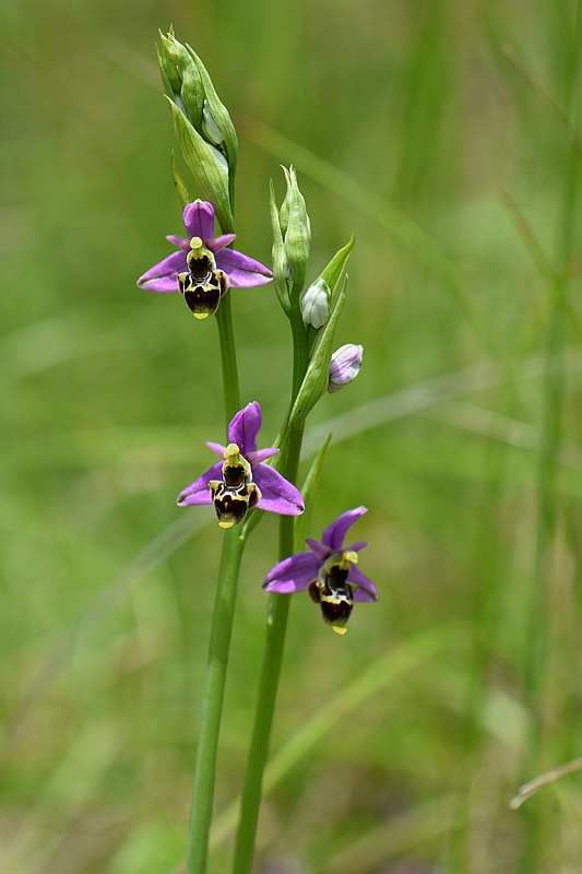 Ophrys santonica....quelques photos 11_44