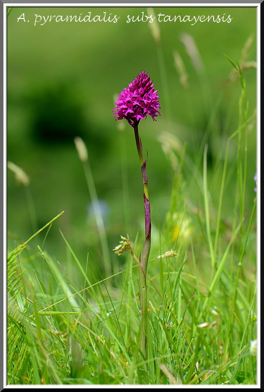 Anacamptis pyramidalis tanayensis  123