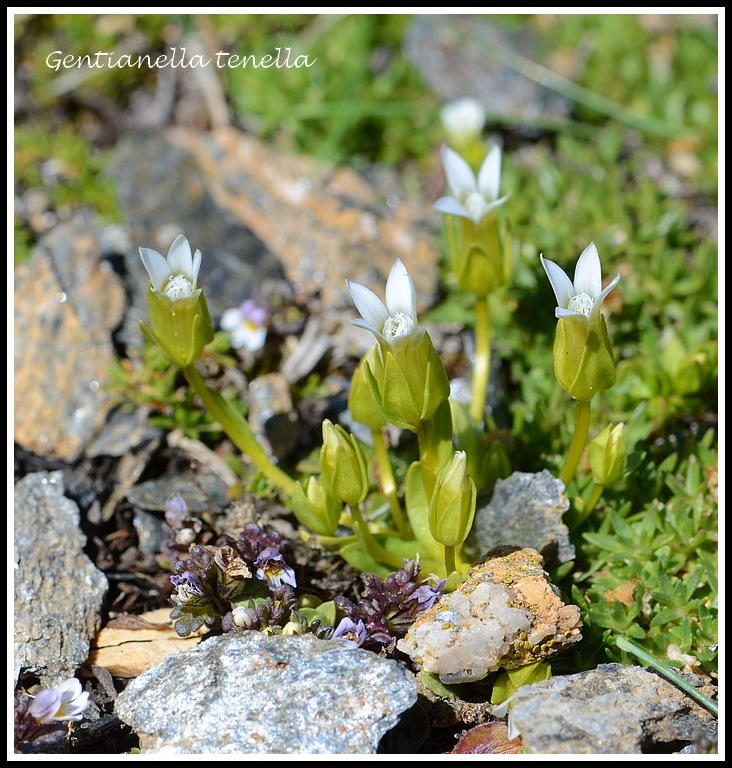 Gentiana polymères... (tétramère, pentamère, hexamère) 12_16